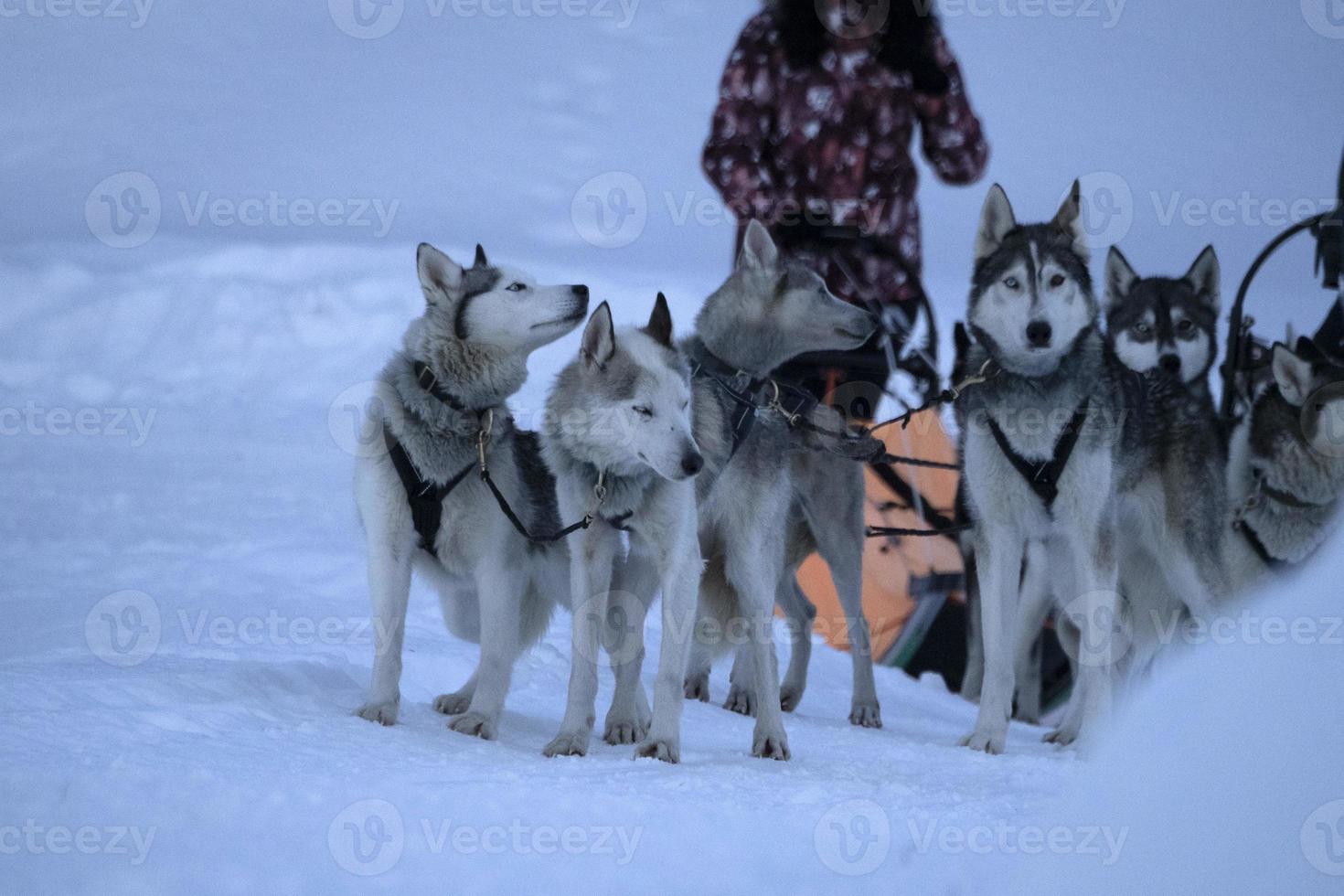 perro de trineo en montañas nevadas foto