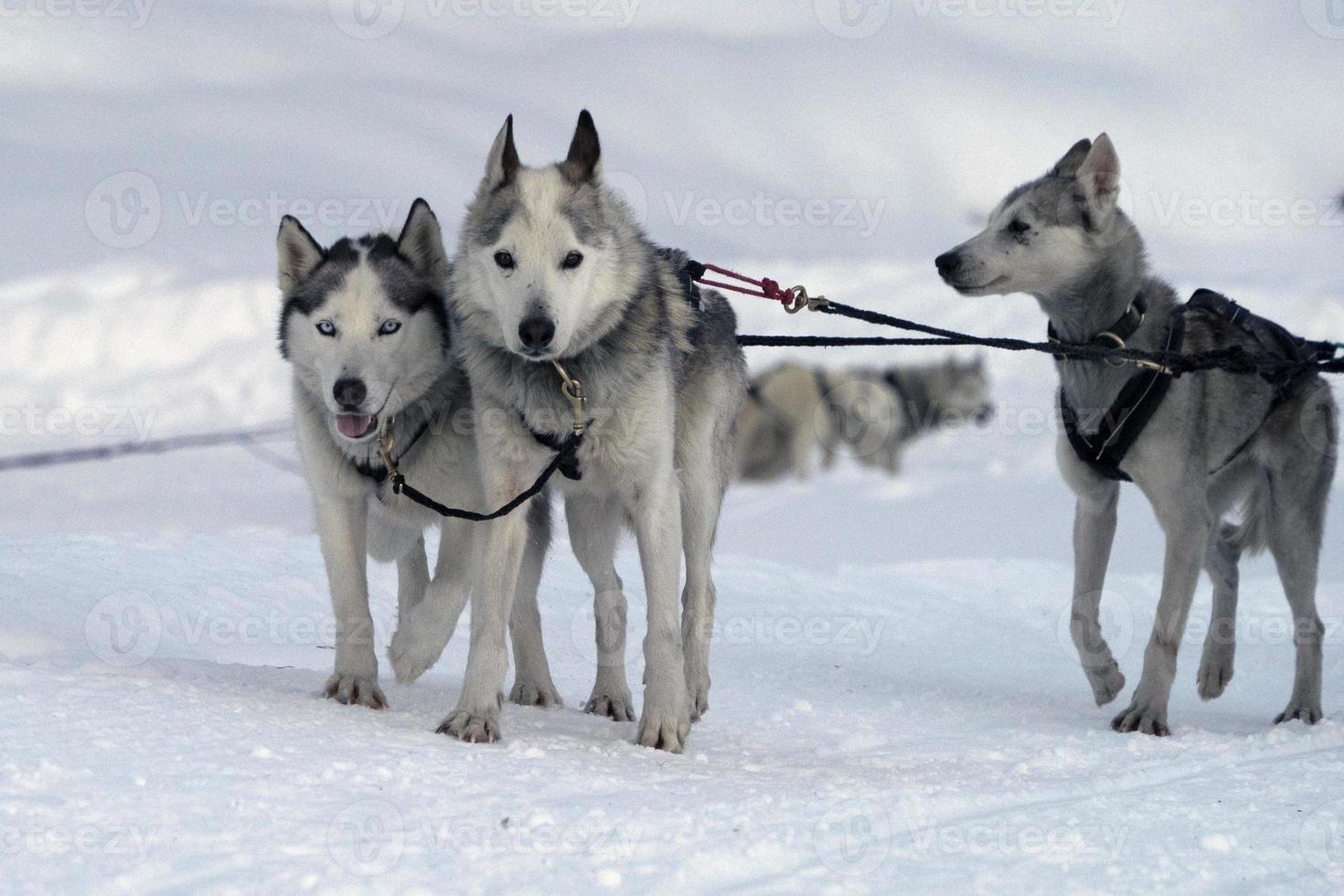 Sled dog in snowy mountains photo