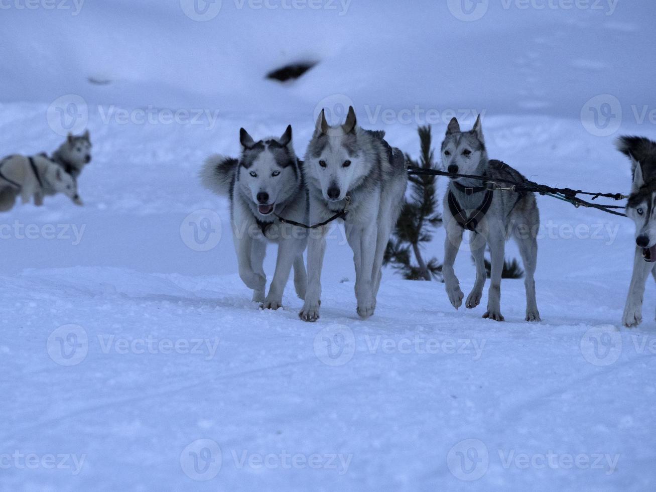 Sled dog in snowy mountains photo