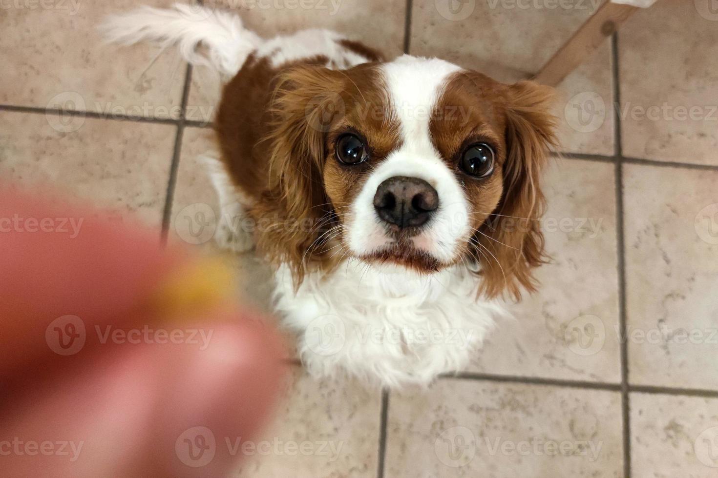 Cavalier king charles spaniel dog looking at you photo