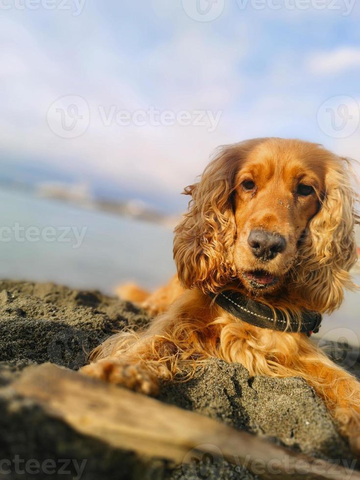 happy dog cocker spaniel on the beach photo