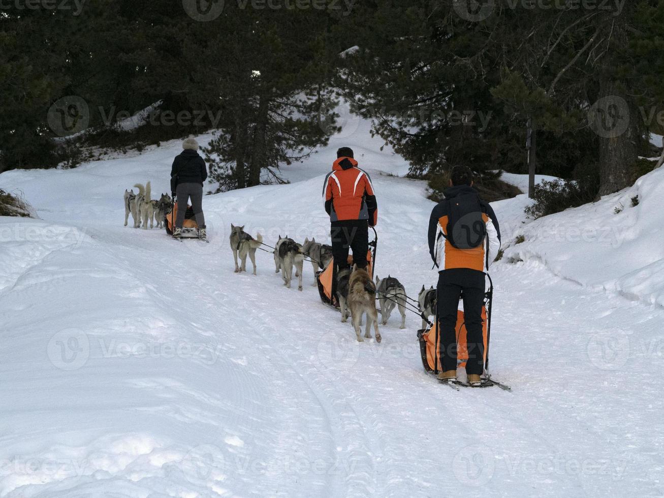 Sled dog in snowy mountains photo