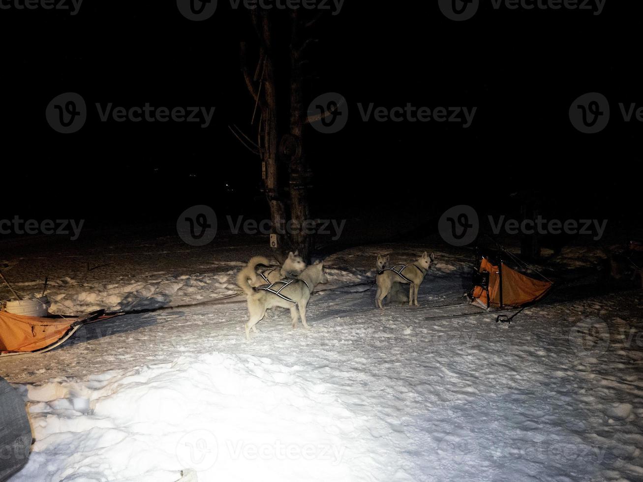 Sled dog in snowy mountains at night photo