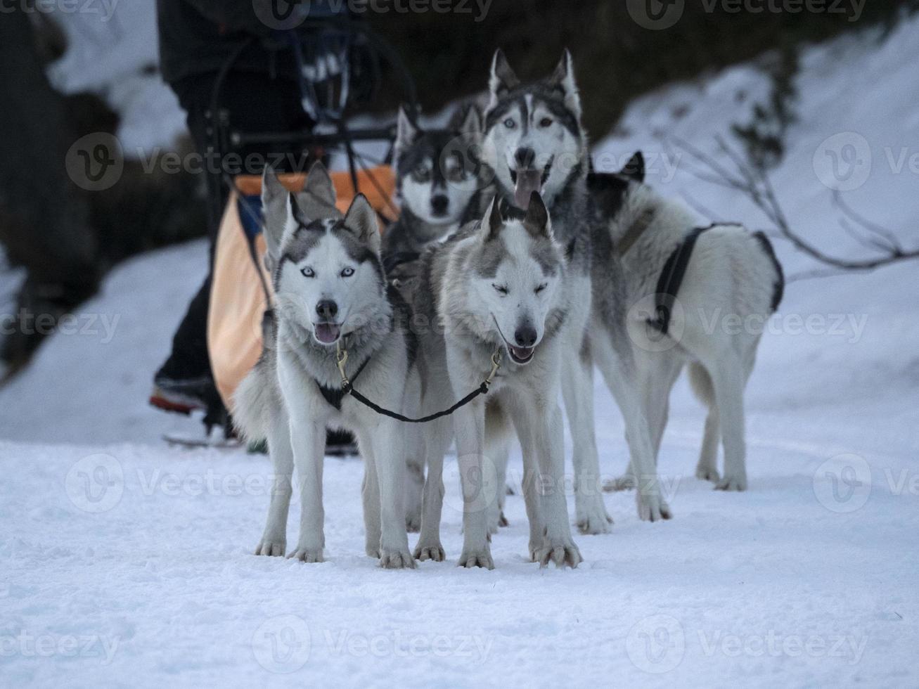 Sled dog in snowy mountains photo