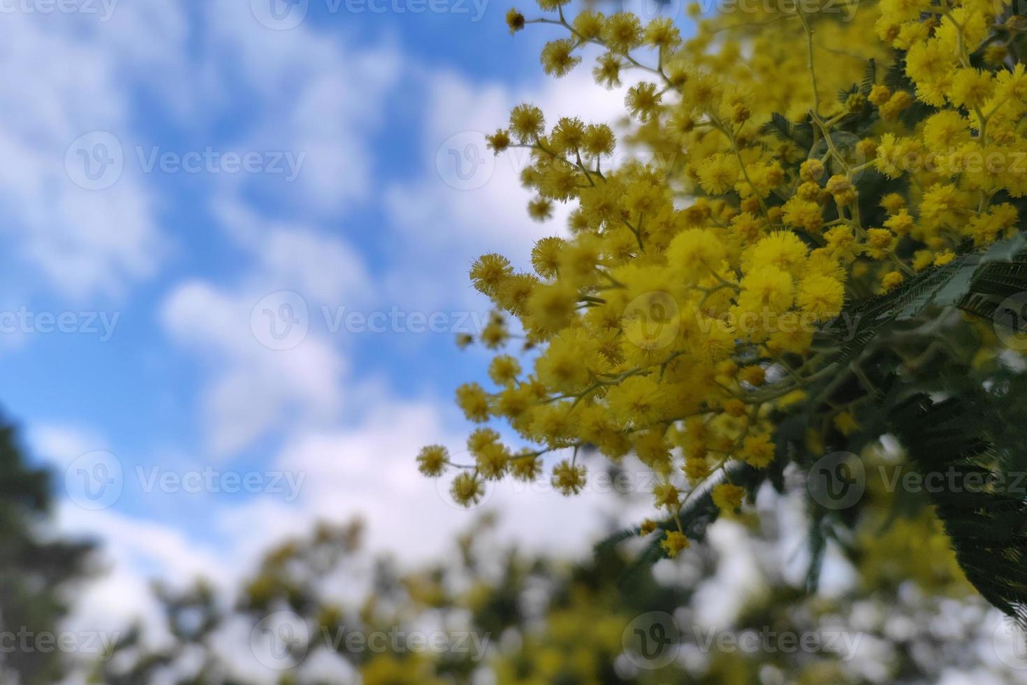 yellow mimosa flower blossom women day symbol gift photo