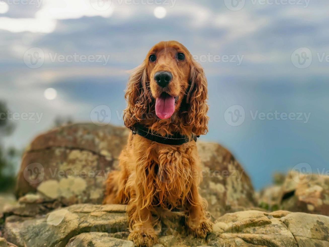 Dog cocker spaniel portrait on cinque terre hike photo