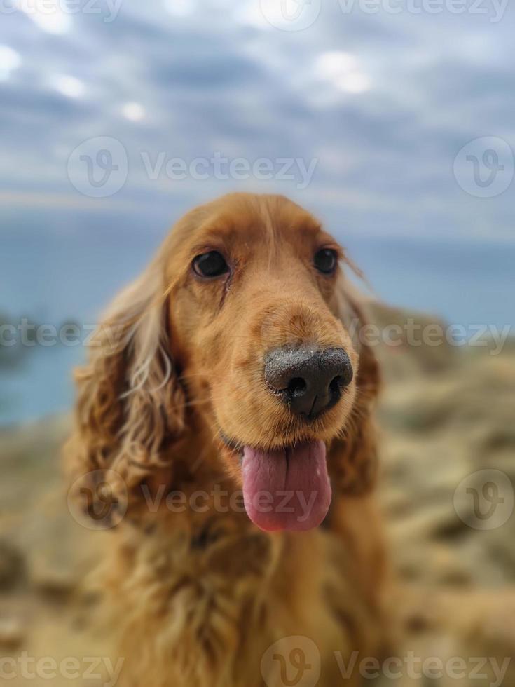 Dog cocker spaniel portrait on cinque terre hike photo