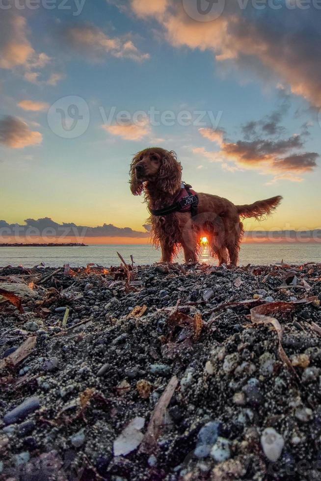 happy dog cocker spaniel playing at the beach at sunset photo