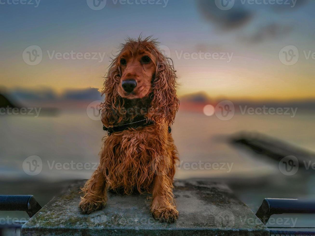 contento perro cocker spaniel jugando a el playa a puesta de sol foto