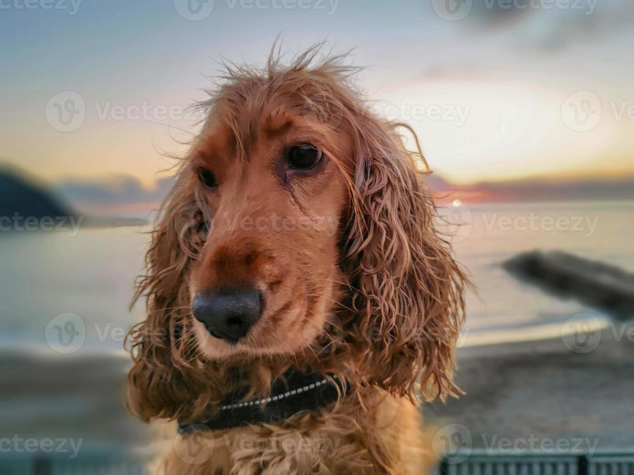 happy dog cocker spaniel playing at the beach at sunset photo