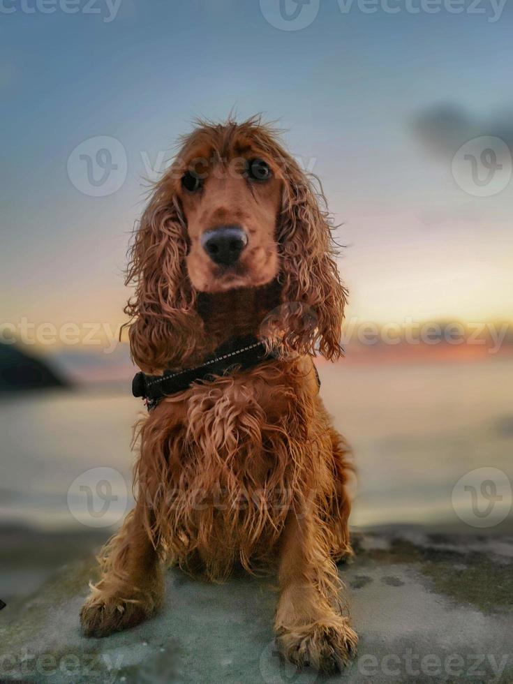 happy dog cocker spaniel playing at the beach at sunset photo