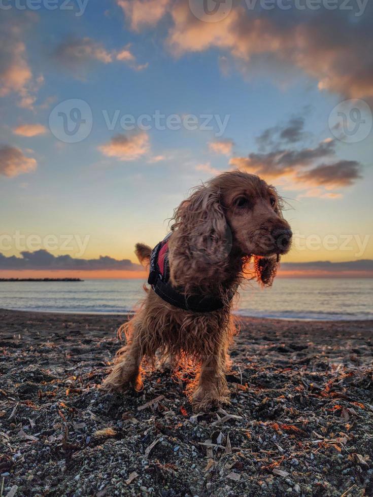 happy dog cocker spaniel playing at the beach at sunset photo