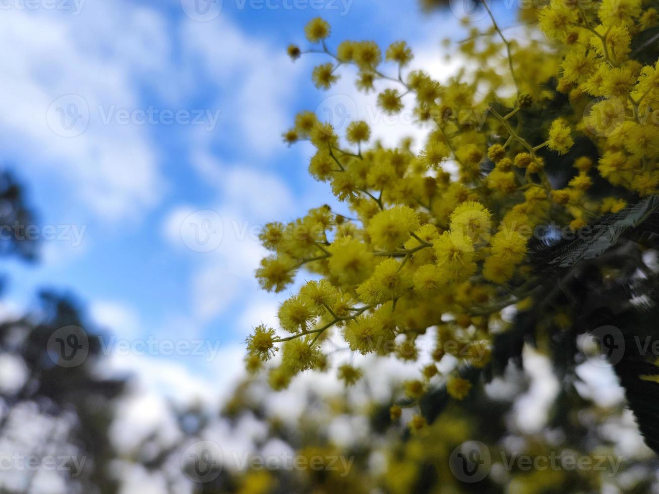 yellow mimosa flower blossom women day symbol gift photo