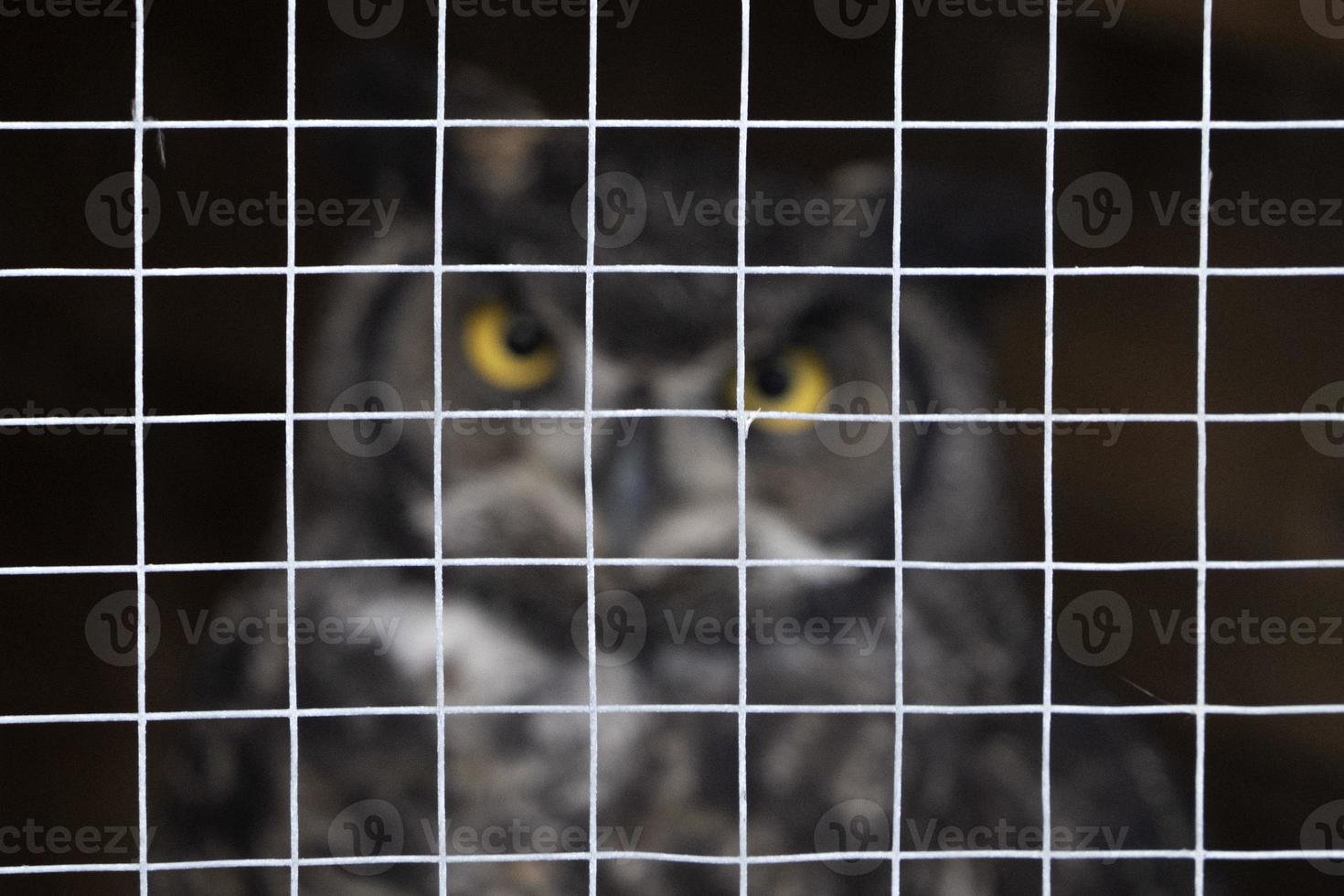 caged owl portrait looking at you isolated on black photo