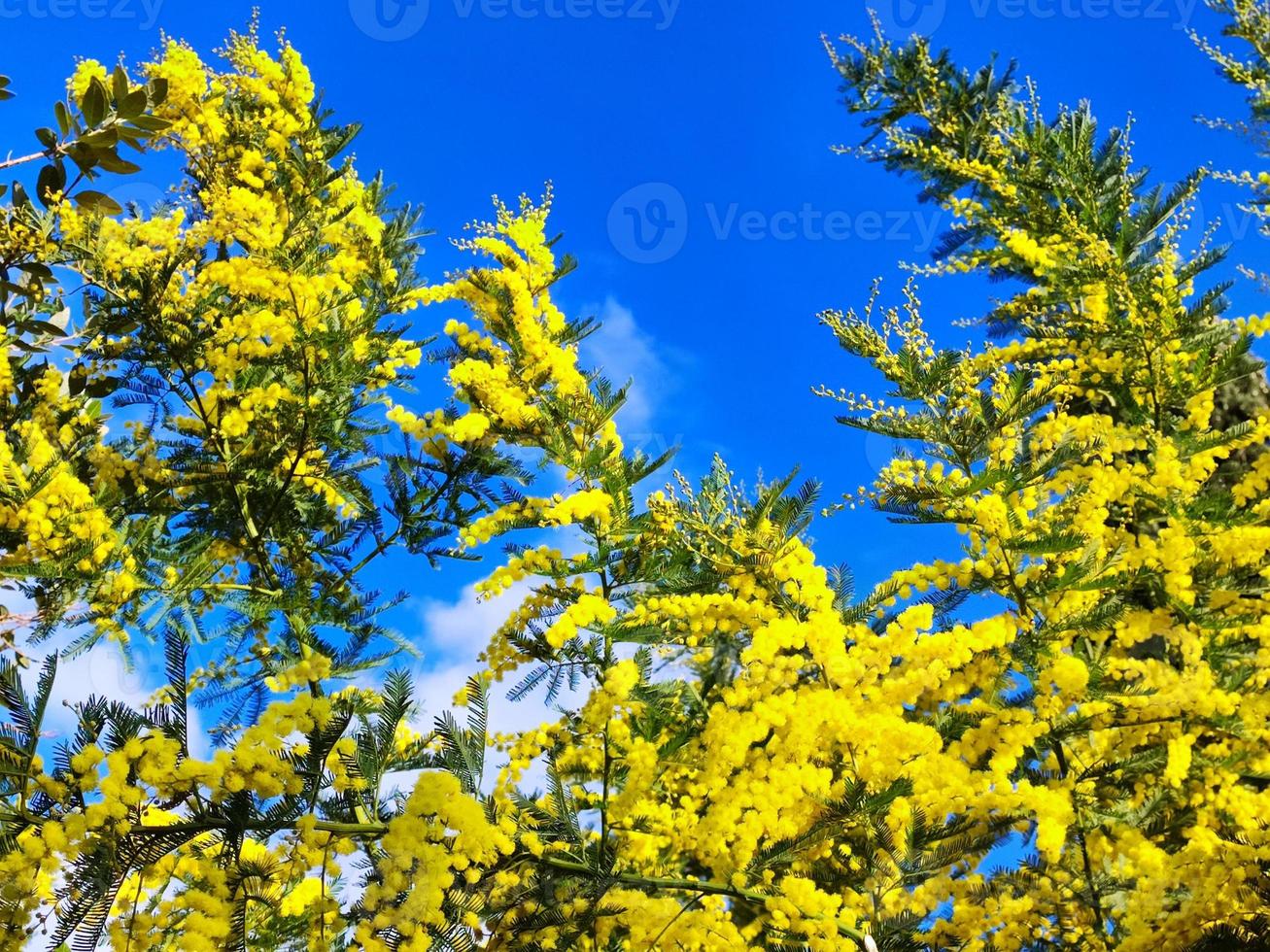 yellow mimosa flower blossom women day symbol gift photo