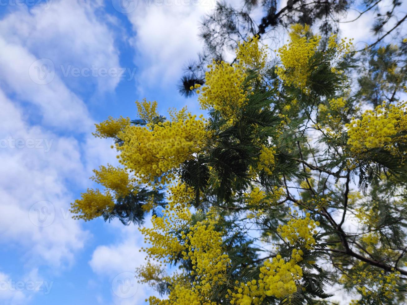 regalo de símbolo del día de la mujer de flor de mimosa amarilla foto