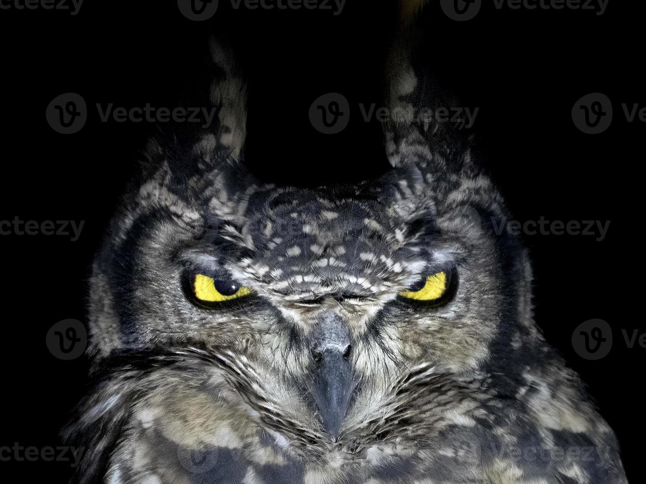 owl portrait looking at you isolated on black photo