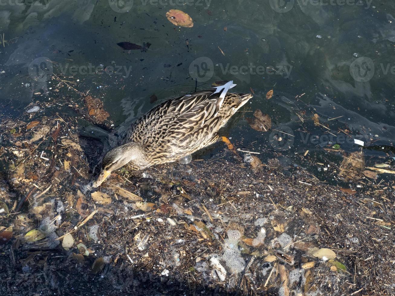 wild duck swimming in plastic rubbish garbage sea photo