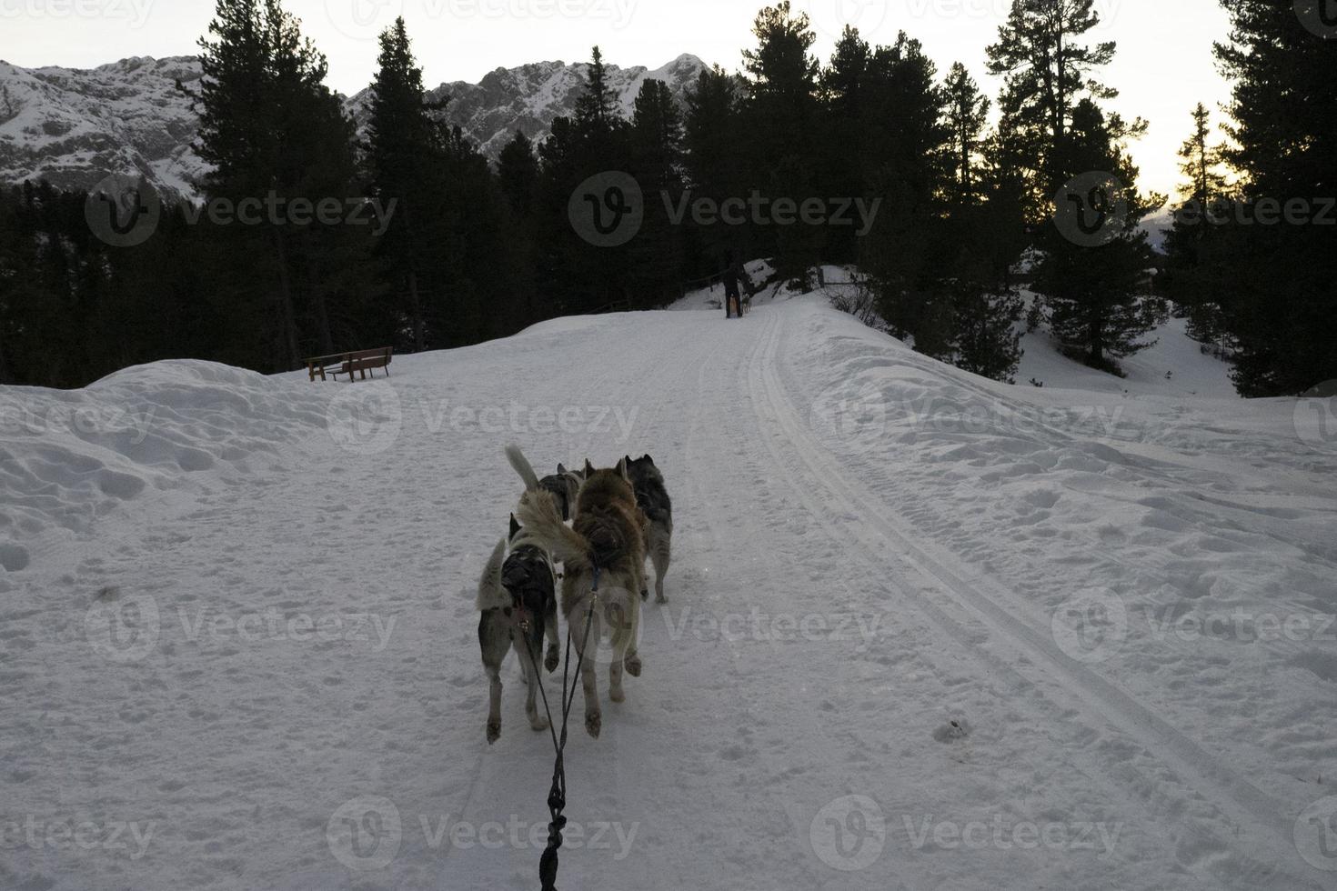 Sled dog in snowy mountains at sunset in dolomites photo