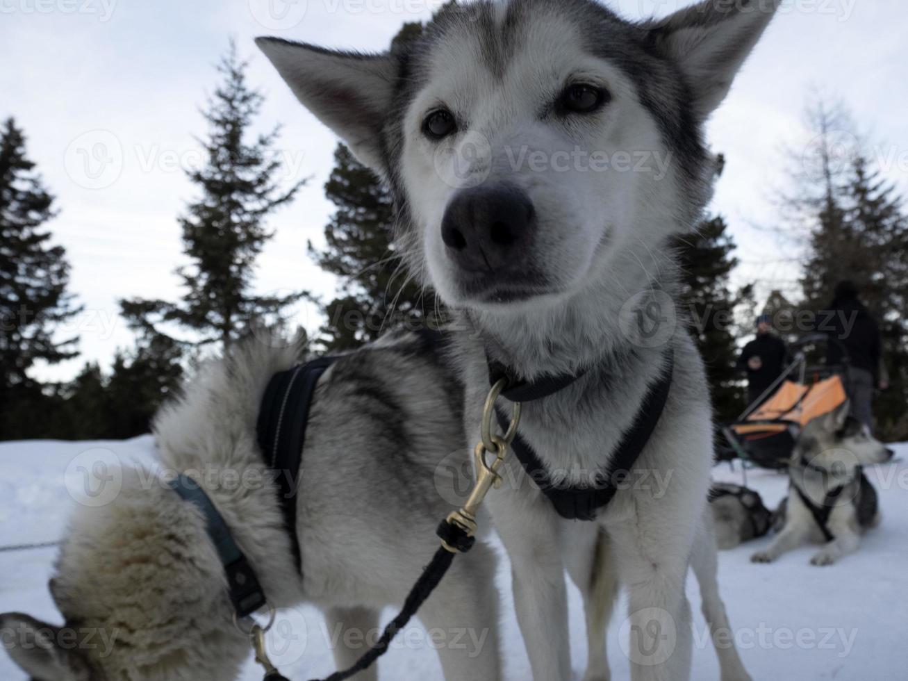 retrato de perro de trineo husky en montañas nevadas mirándote foto