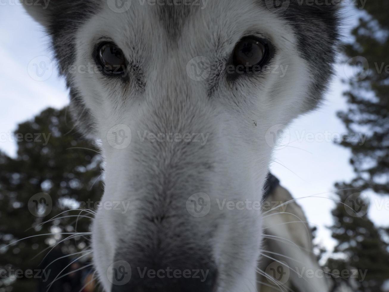 Sled dog husky portrait in snowy mountains looking at you photo