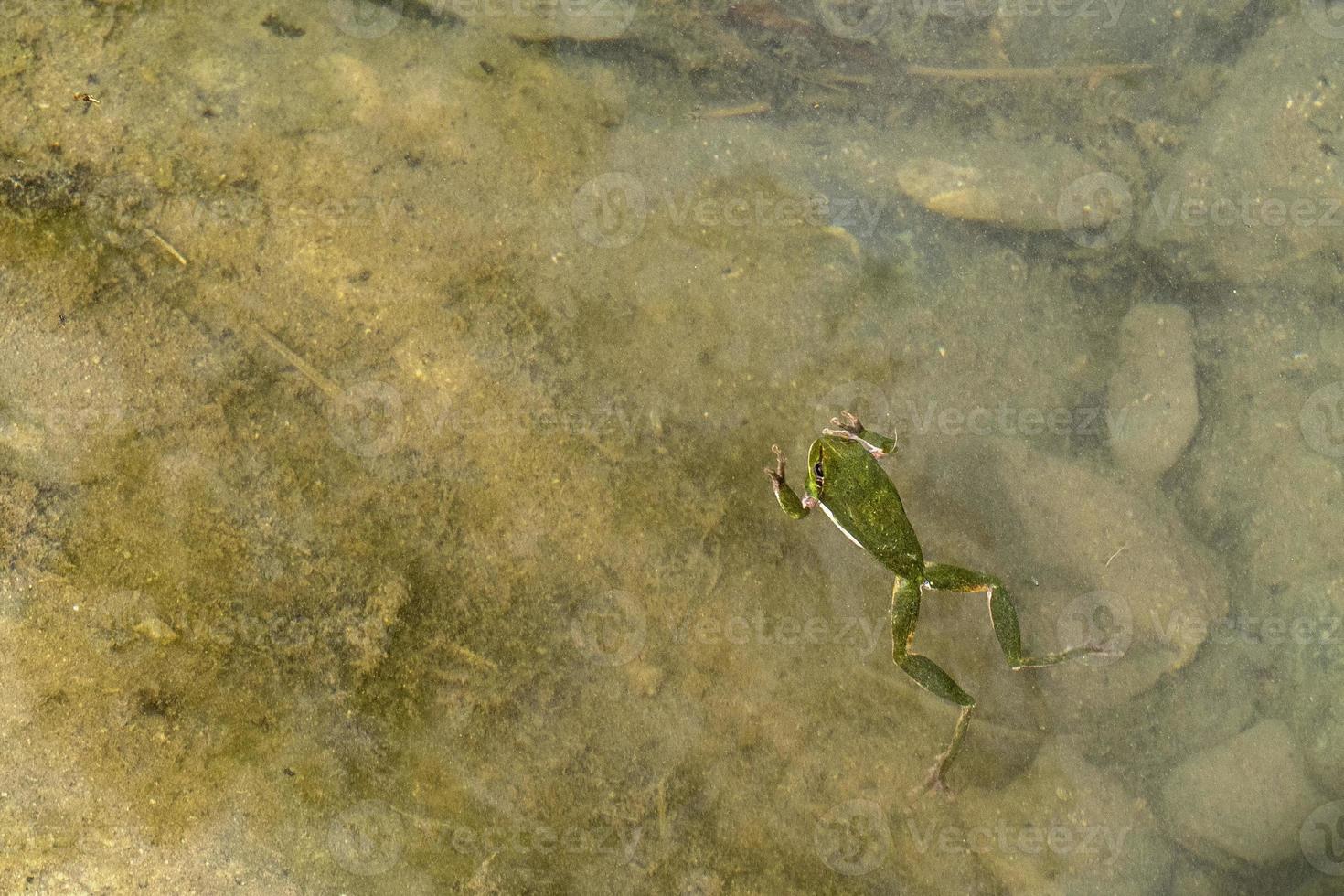 european common tree frog swimming in a water pond photo