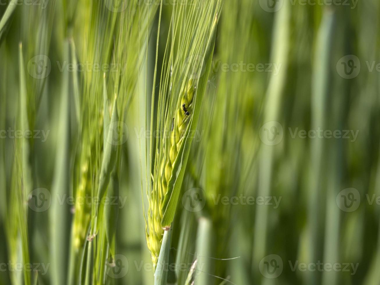 green wheat field in spring photo