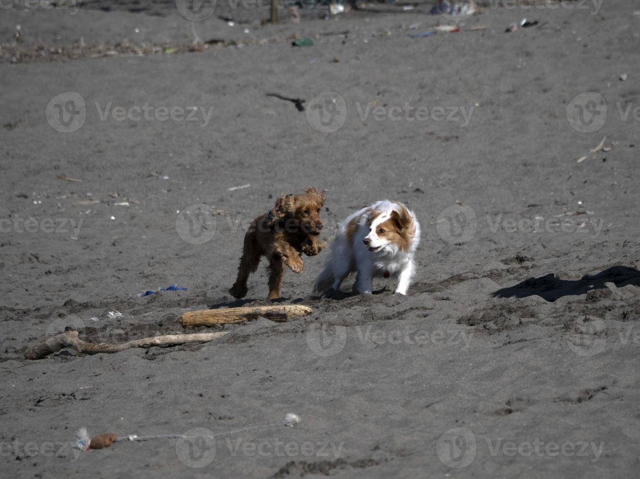 happy dog cocker spaniel playing at the beach photo