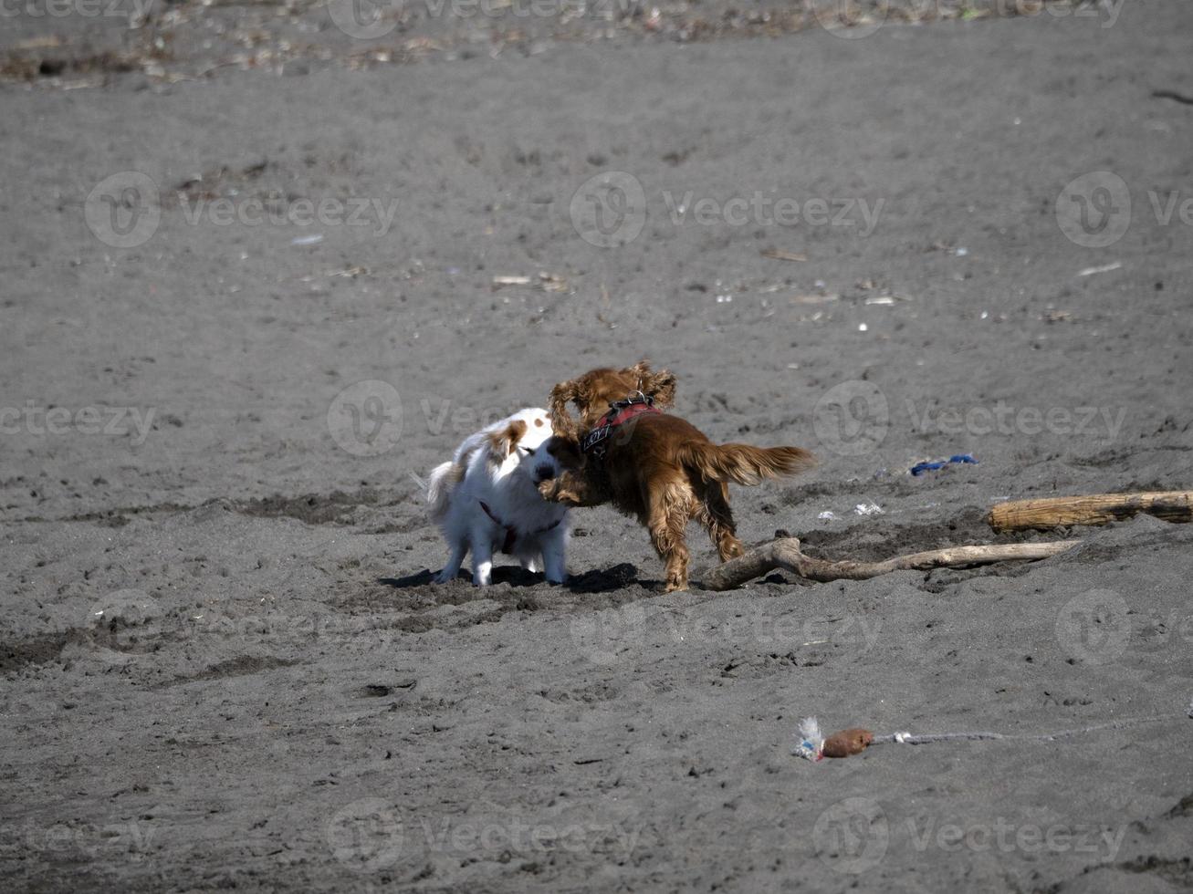 perro feliz cocker spaniel jugando en la playa foto