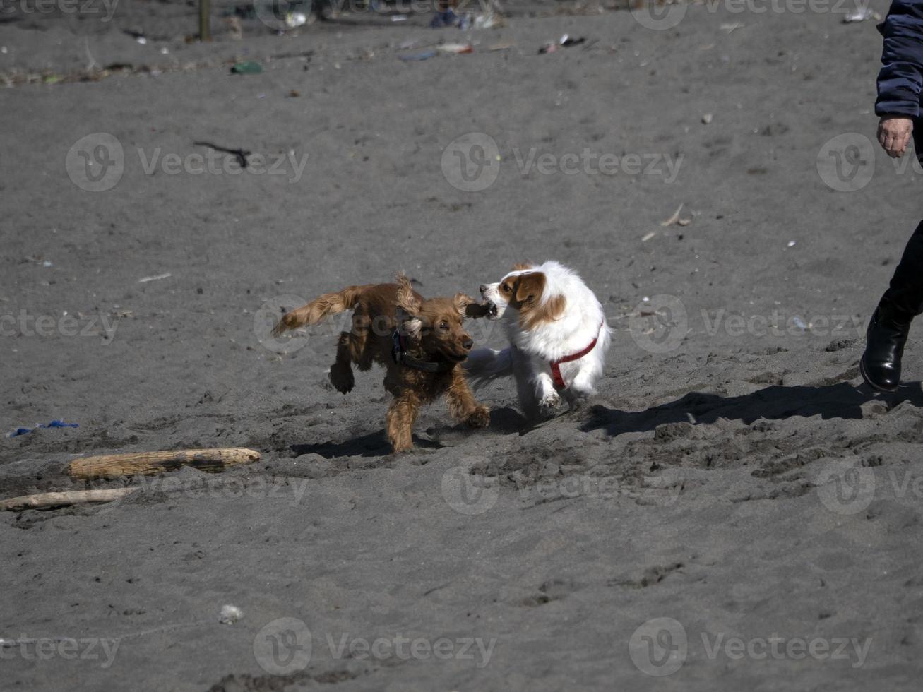 happy dog cocker spaniel playing at the beach photo