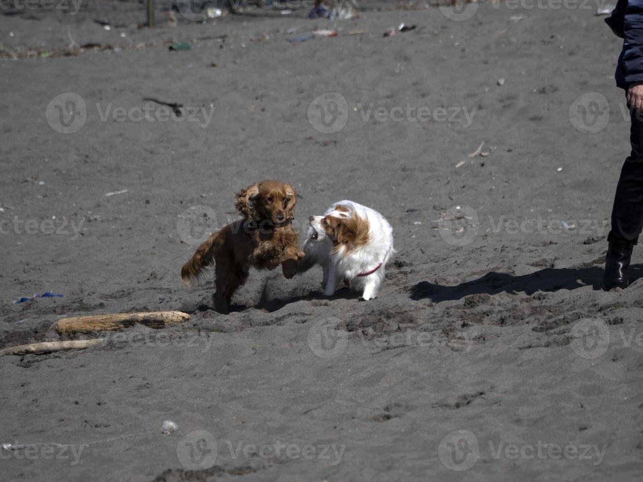 happy dog cocker spaniel playing at the beach photo