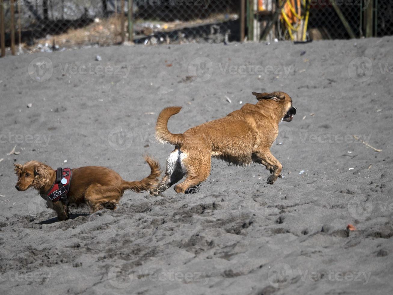 perro feliz cocker spaniel jugando en la playa foto