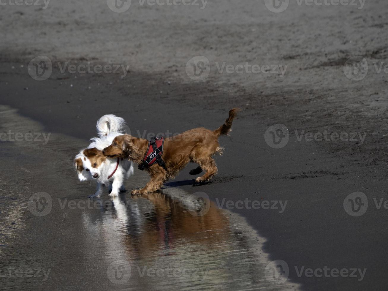 happy dog cocker spaniel playing at the beach photo