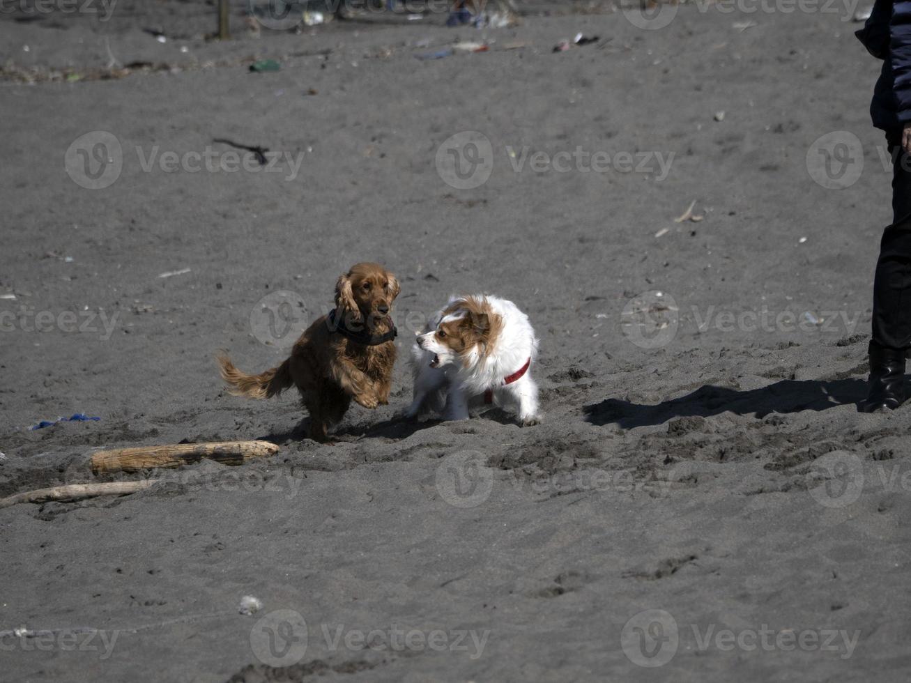 perro feliz cocker spaniel jugando en la playa foto