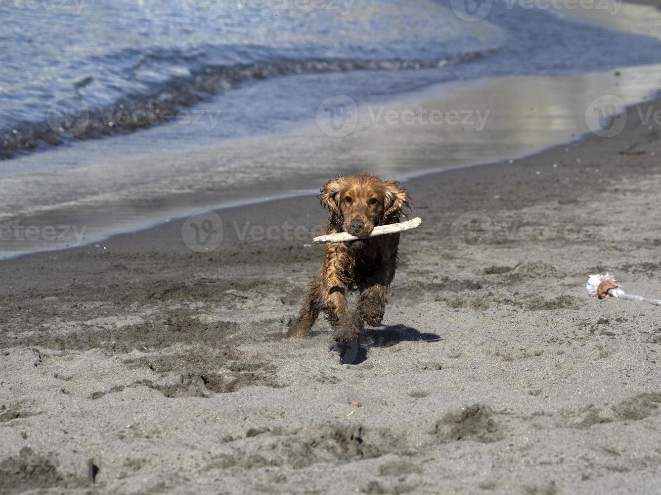 perro feliz cocker spaniel jugando en la playa foto