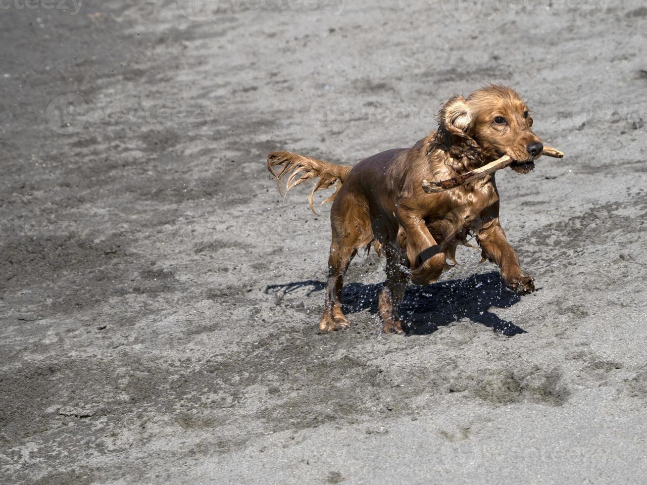 happy dog cocker spaniel playing at the beach photo