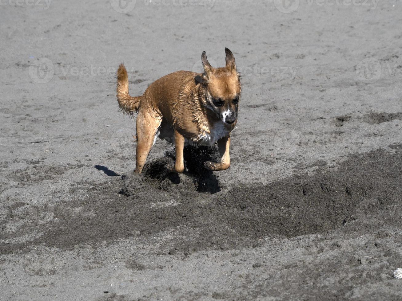 happy dog cocker spaniel playing at the beach photo