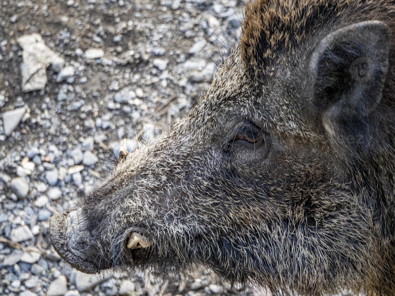 swine fever wild boar in Genoa town Bisagno river urban wildlife photo