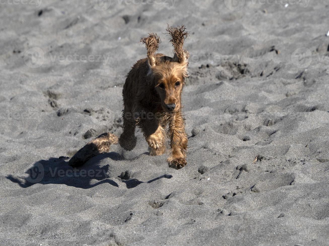 happy dog cocker spaniel playing at the beach photo