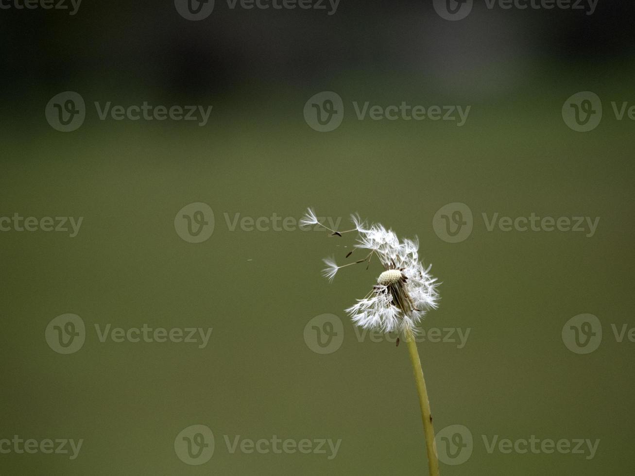 dandelion shower head seeds macro photo