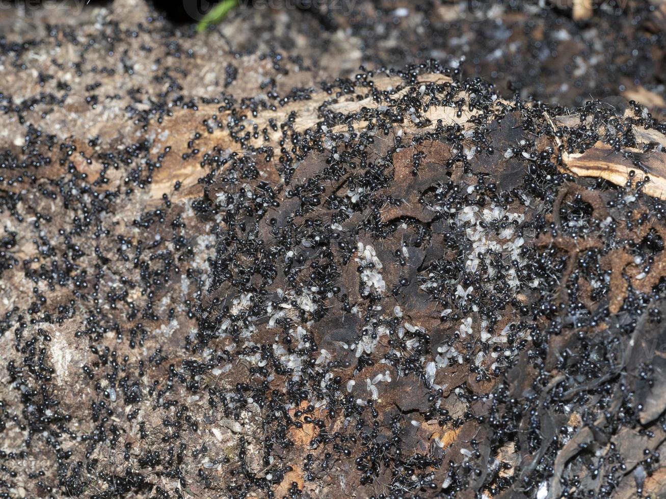 ants inside anthill in the wood photo