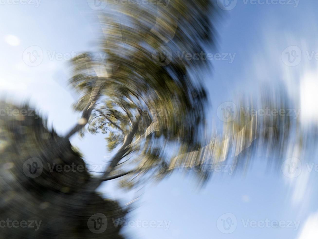 maritime pine portofino move effect photo