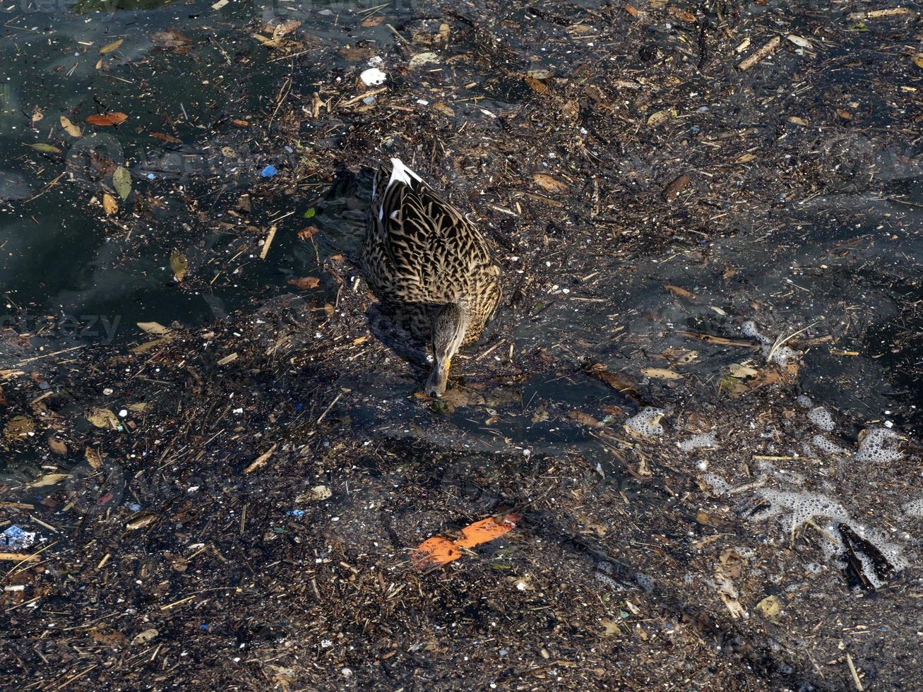 wild duck swimming in plastic rubbish garbage sea photo