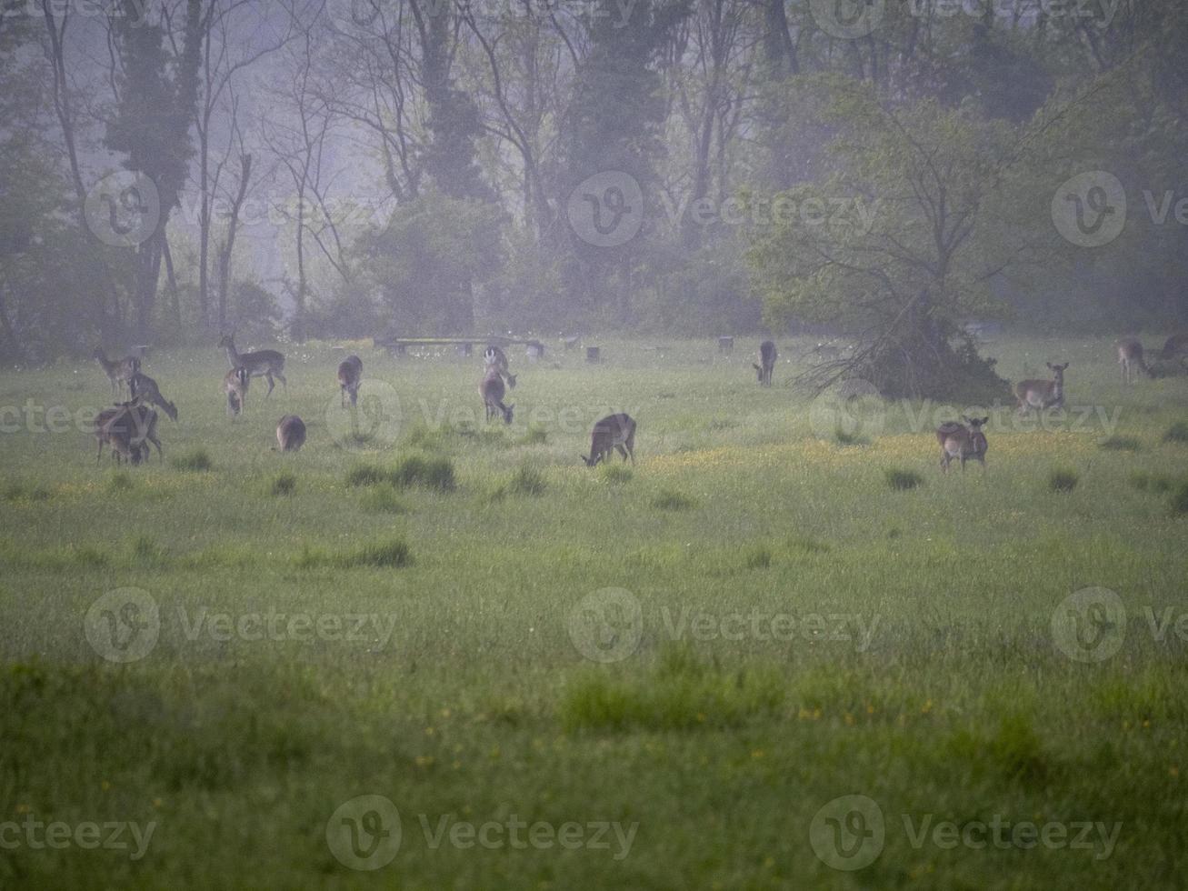 Roe Deer while looking at you on the grass in a foggy evening photo