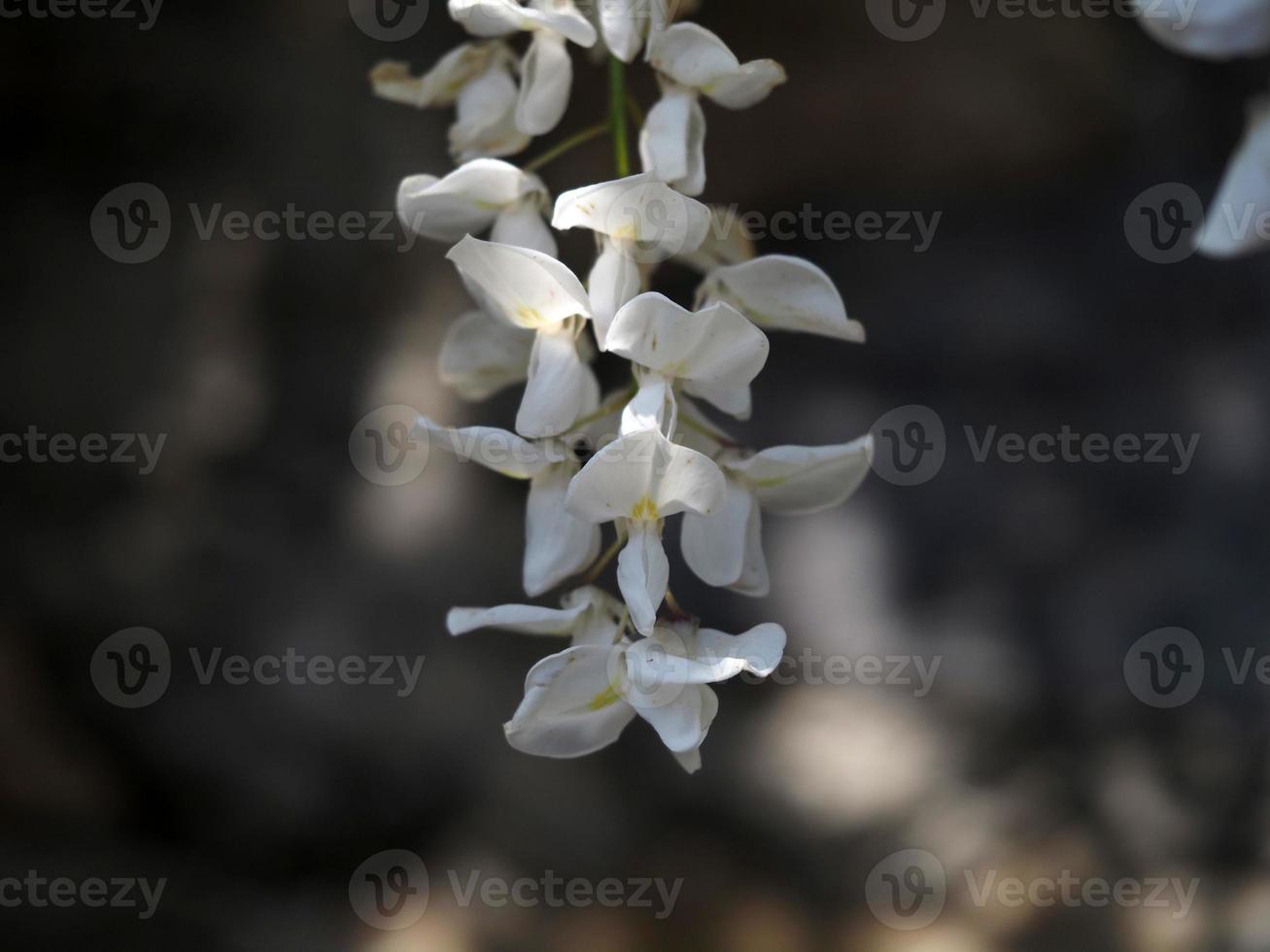 white wisteria hanging from pergola photo