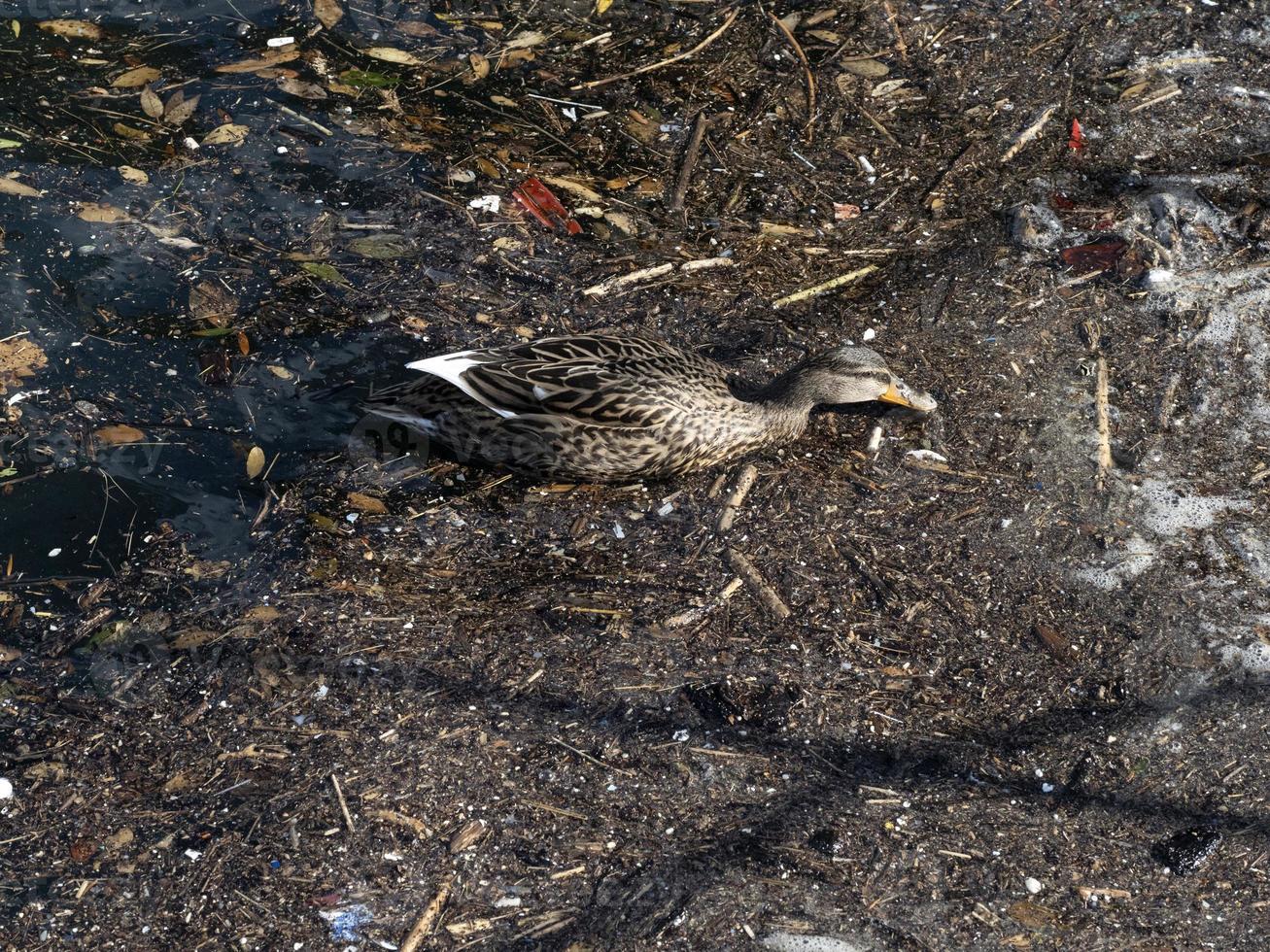 wild duck swimming in plastic rubbish garbage sea photo