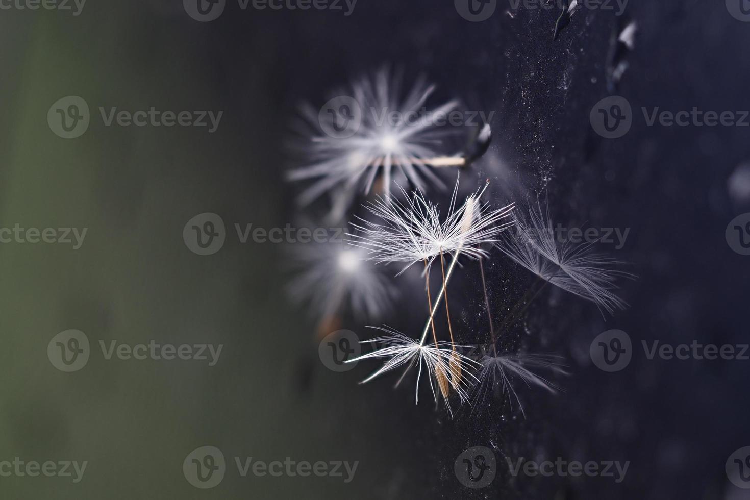 dandelion shower head seeds macro photo