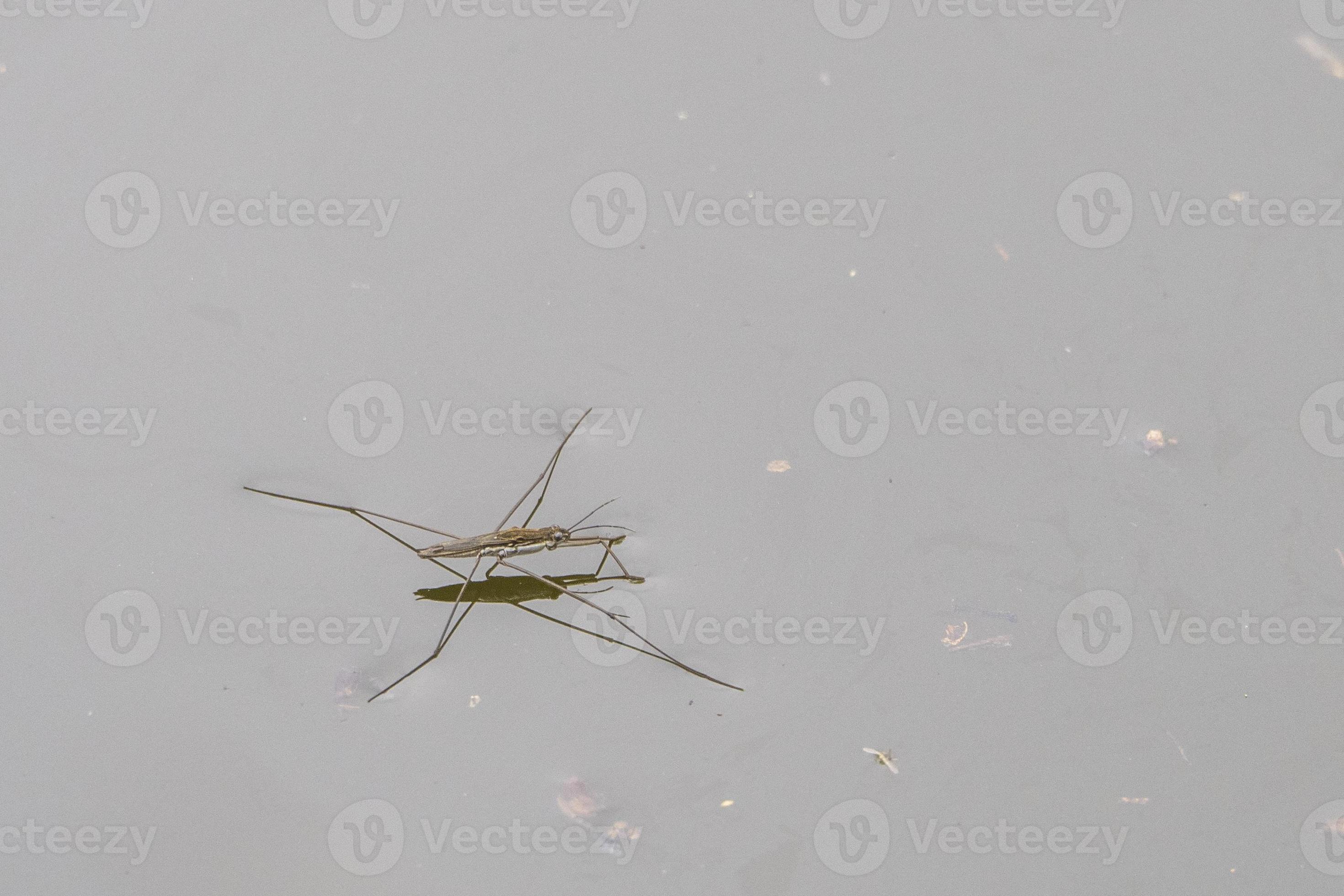 Gerridae Water bug pond skater jesus bug 20191807 Stock Photo at Vecteezy