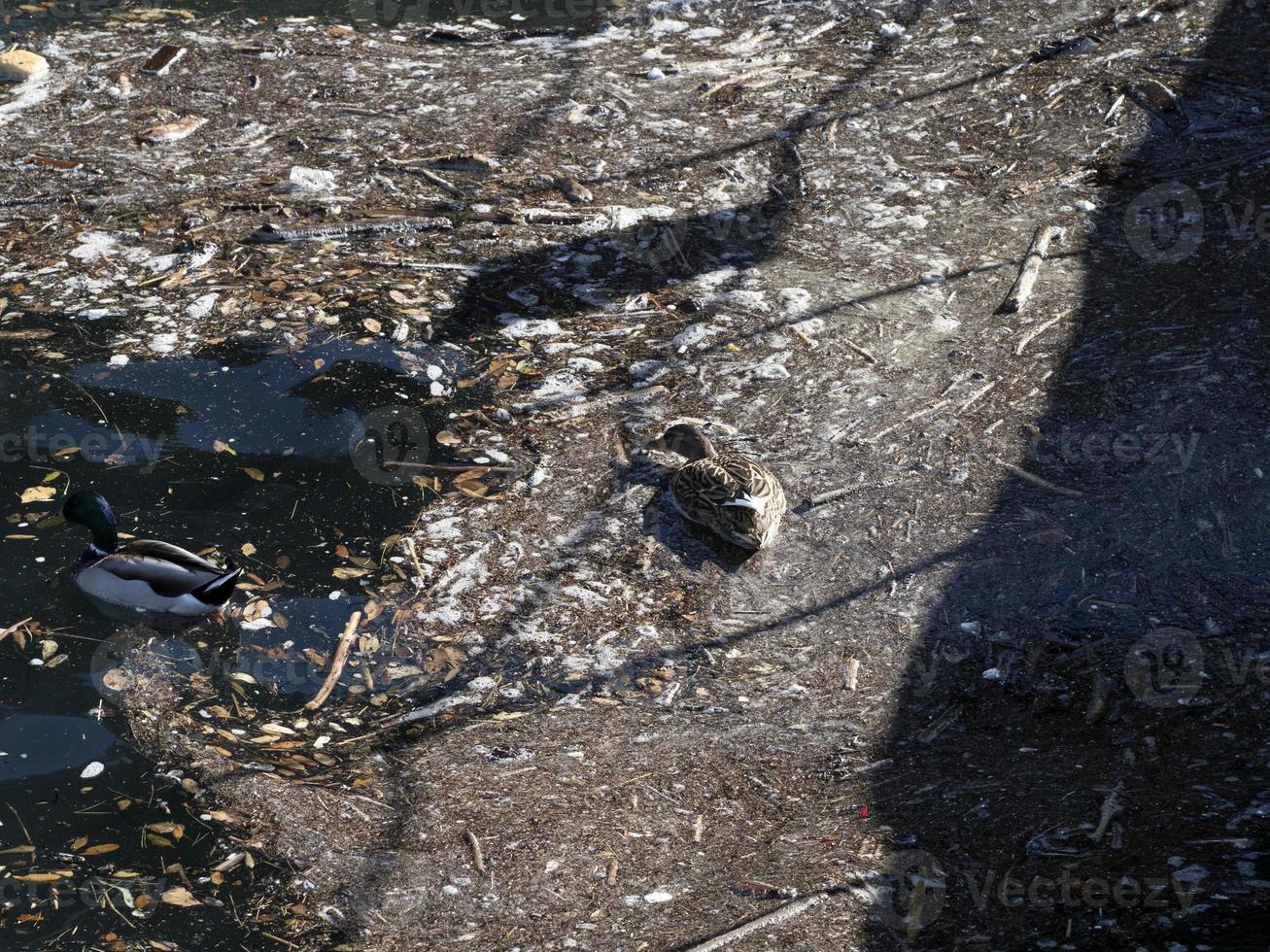 wild duck swimming in plastic rubbish garbage sea photo