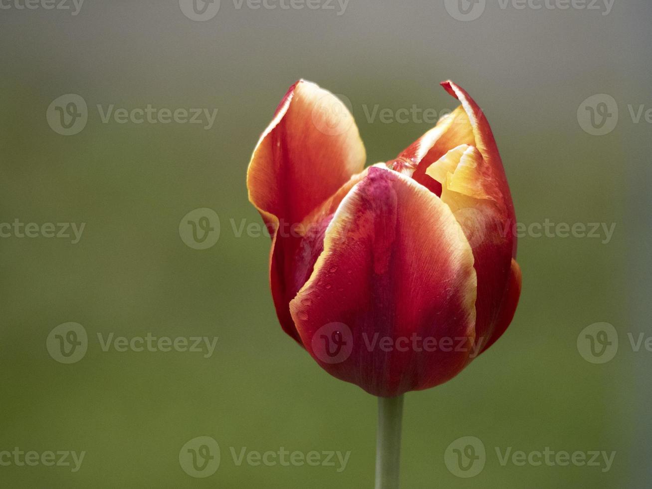 tulip flowers close up photo